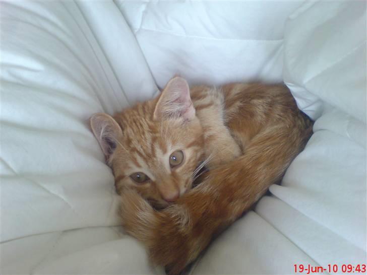 Blanding af racer Balou - Dejligt lille hul at ligge i :-P billede 2