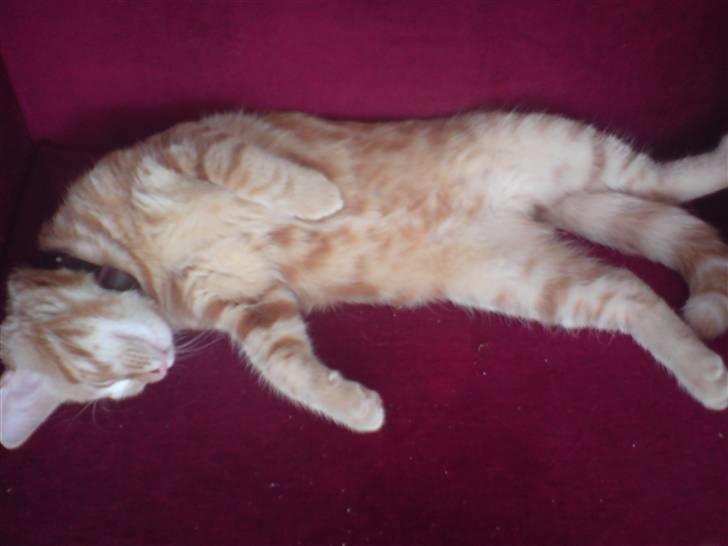 Blanding af racer Balou billede 3