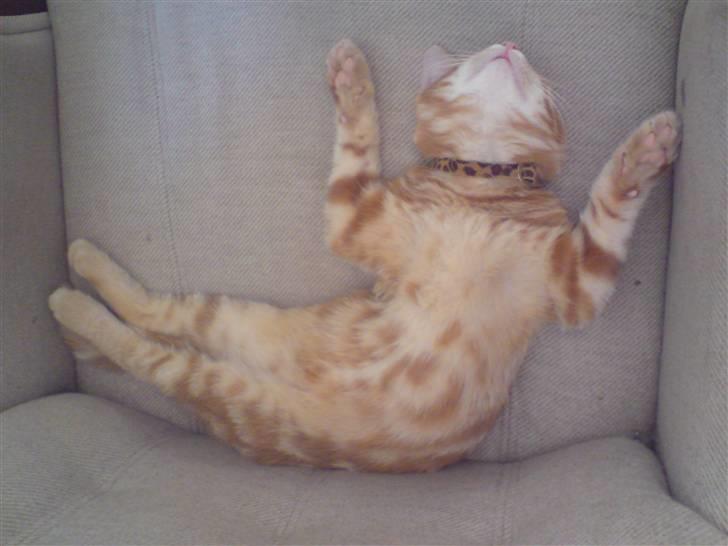 Blanding af racer Balou - Ekstrem afslapning billede 4