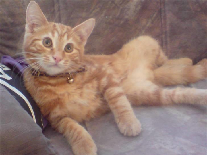 Blanding af racer Balou billede 5