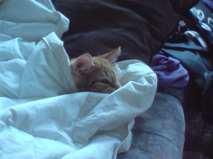 Blanding af racer Balou - Kan godt li a ligge her under dynen med tv´et tændt :-P billede 6