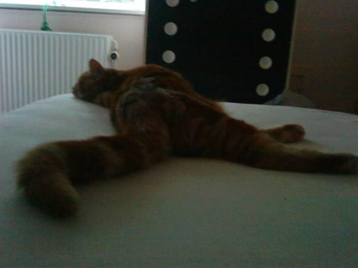 Blanding af racer Balou - Skulle li til a rejse mig, meeen gad ik li :-P billede 7