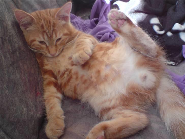 Blanding af racer Balou - Porno missen;-P billede 8