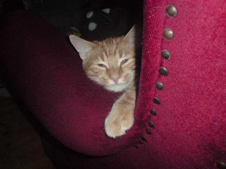 Blanding af racer Balou - Tjah, her kan man vel også godt ligge billede 9