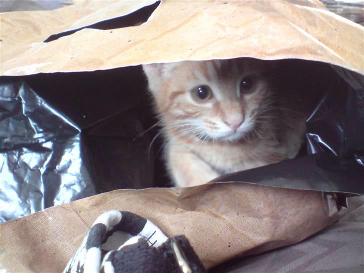 Blanding af racer Balou - Poser!!, der findes intet bedre billede 10