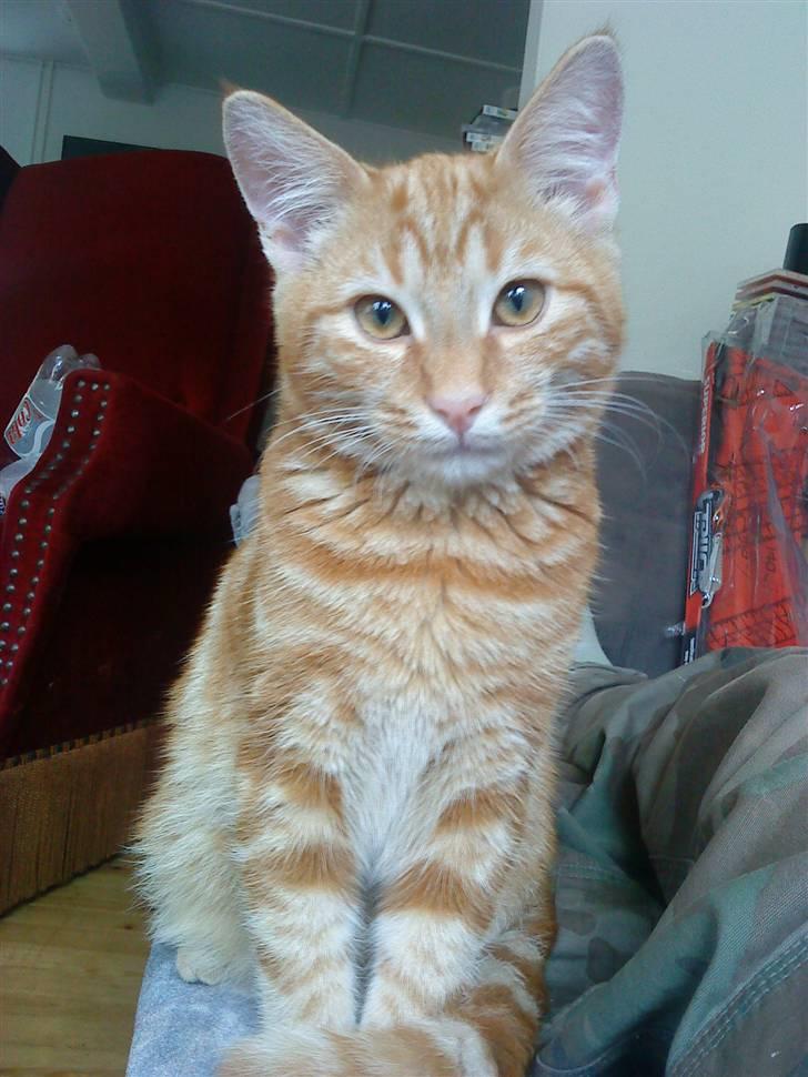 Blanding af racer Balou - Se hvor smuk jeg er :-P billede 11