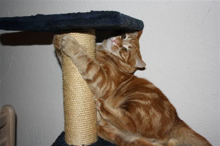 Blanding af racer Balou - ZZZZZZZzzzzzzzzzzzZZZ billede 12