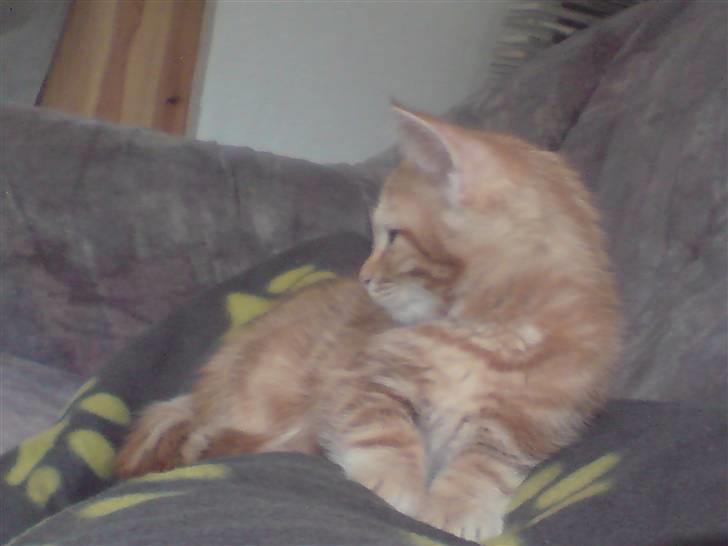 Blanding af racer Balou - Hmm, ved ikke med det der tv program billede 13