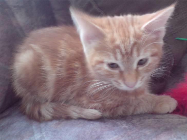 Blanding af racer Balou billede 14