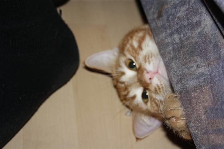 Blanding af racer Balou billede 15