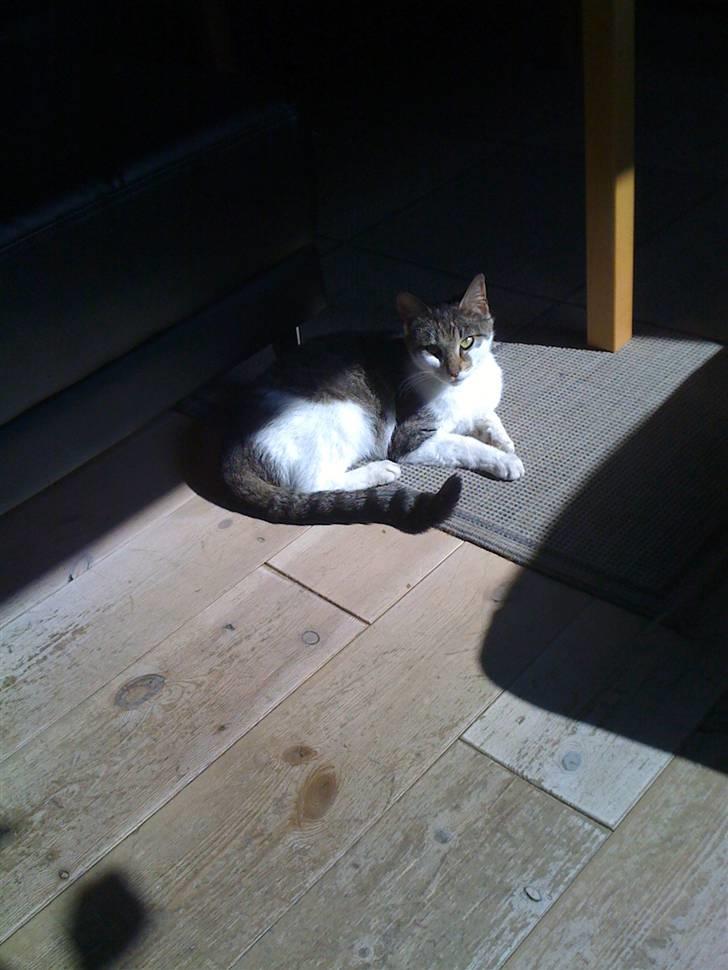 Huskat Mini RIP. - solen luner godt. billede 1