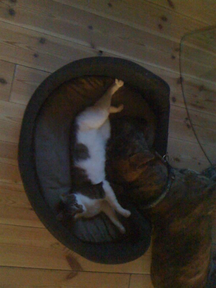 Huskat Mini RIP. - her har Mini skubbet hunden ud af sin kurv og selv lagt sig i den. Dog må hunden godt putte hos hende med hovedet.. billede 2