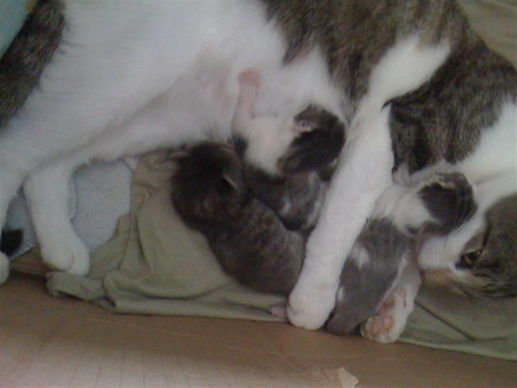 Huskat Mini RIP. - vi putter.. billede 3