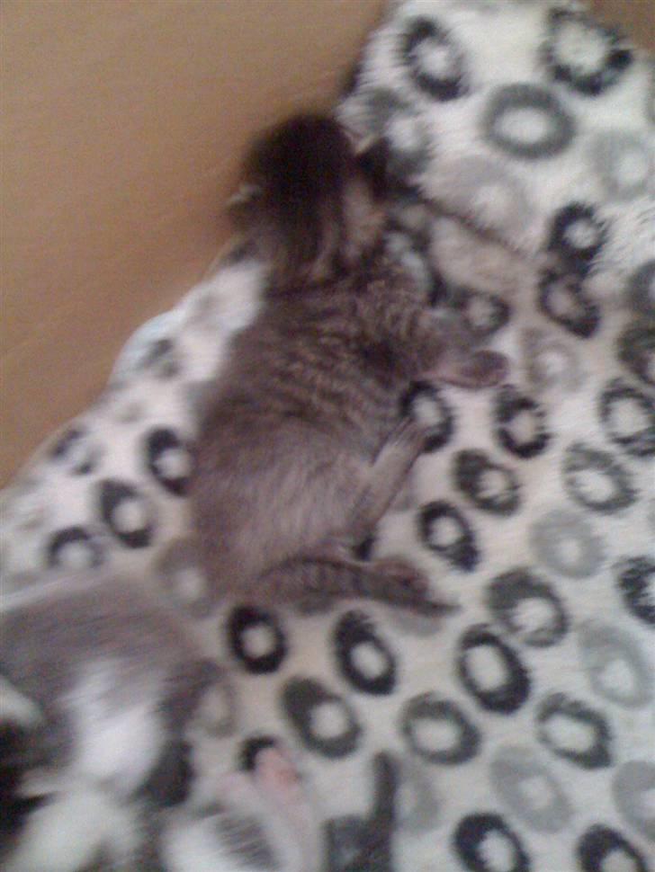 Huskat Mini RIP. - det her er så Holger.. billede 4