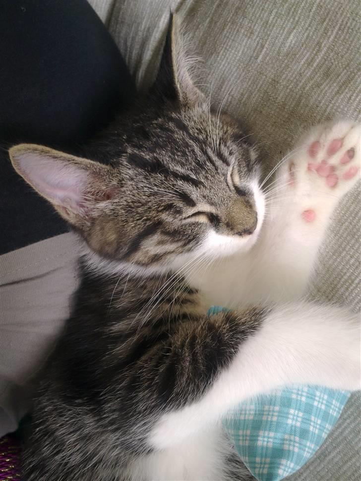 Blanding af racer <3 Toulouse <3 - Lige kommet til mit nye hjem billede 1