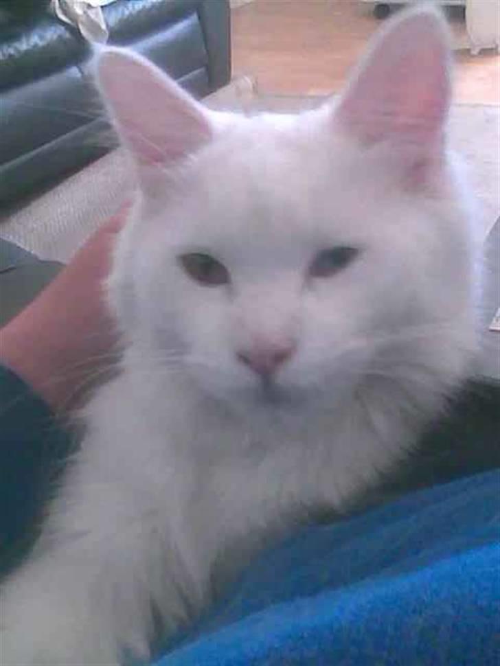 Maine Coon Dalsgaardens Simba billede 1