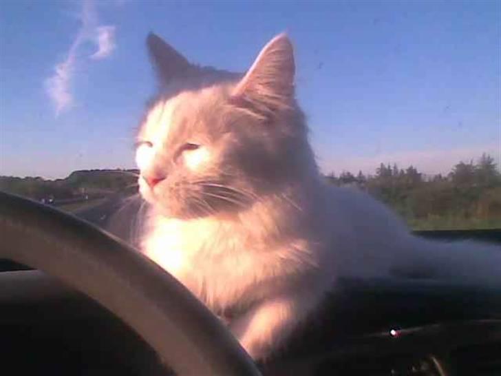 Maine Coon Dalsgaardens Simba billede 2