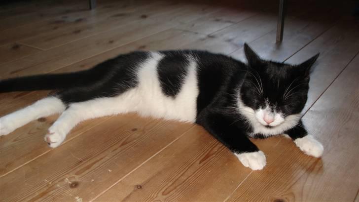 Huskat Gizmo billede 7