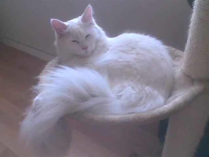 Maine Coon Dalsgaardens Simba billede 3