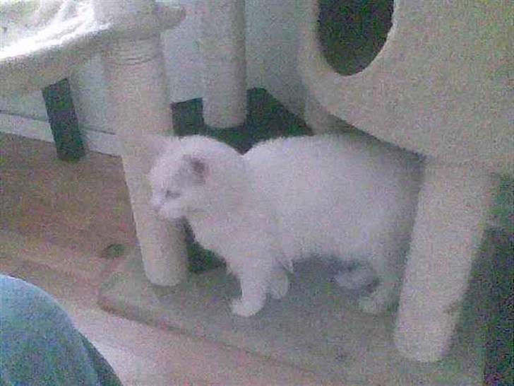 Maine Coon Dalsgaardens Simba billede 4