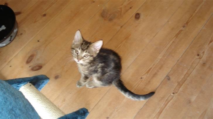 Blanding af racer Tiger billede 12