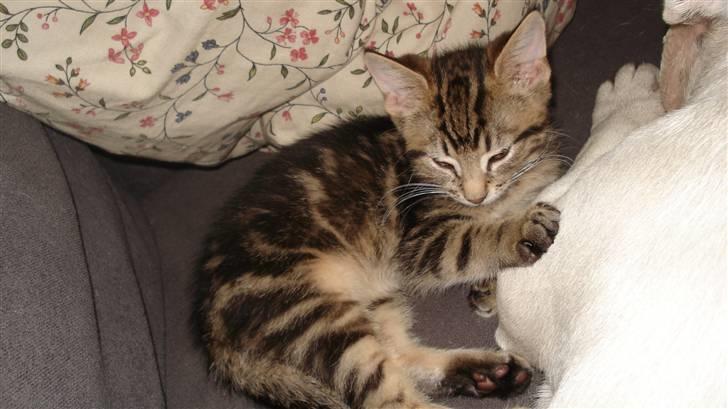 Blanding af racer Tiger billede 13