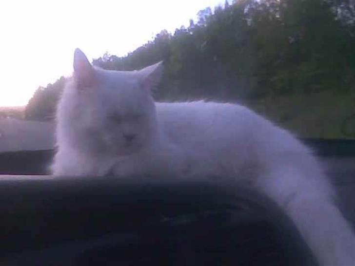 Maine Coon Dalsgaardens Simba billede 5