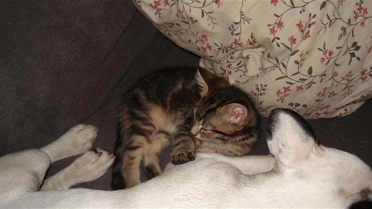 Blanding af racer Tiger billede 14