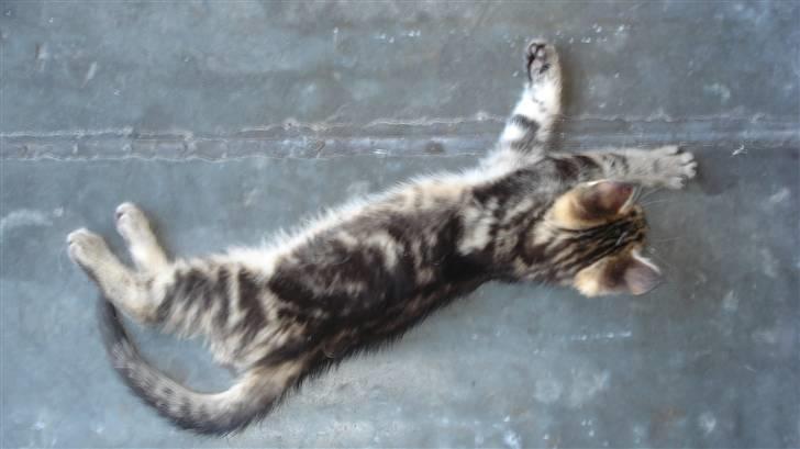 Blanding af racer Tiger billede 15