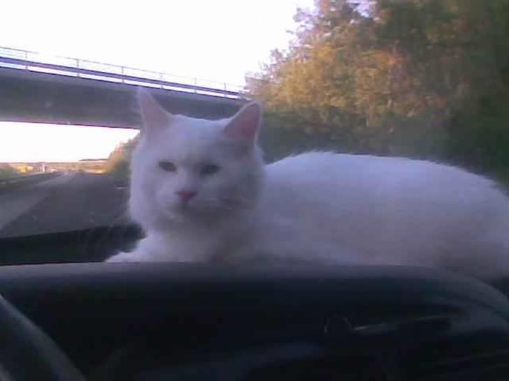 Maine Coon Dalsgaardens Simba billede 6