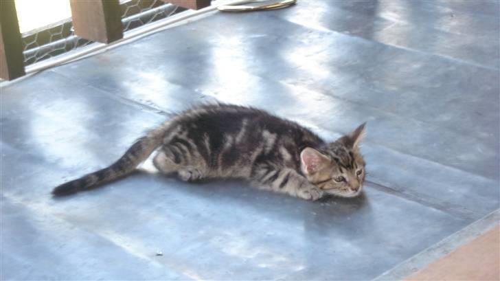 Blanding af racer Tiger billede 16