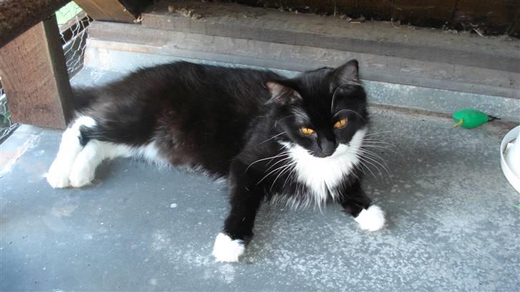 Maine Coon Phoebe billede 17