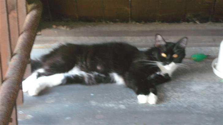 Maine Coon Phoebe billede 18