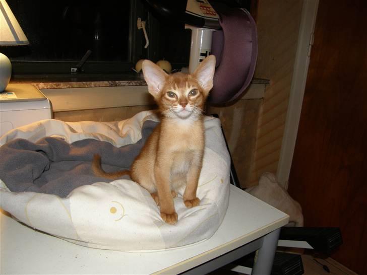 Abyssinier Viper billede 8