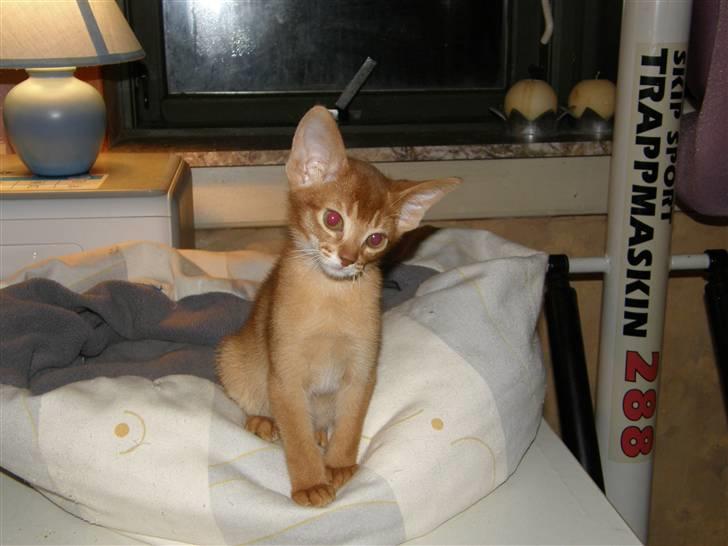 Abyssinier Viper billede 9