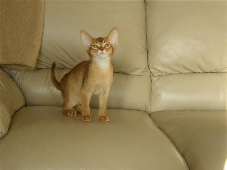 Abyssinier Viper billede 10