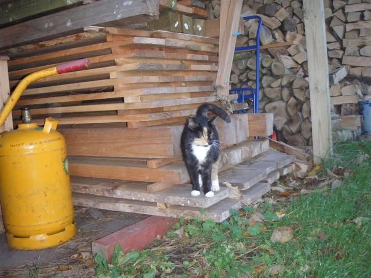 Huskat Beatuy (store skid) - Uhh hvad er nu det? :) billede 7