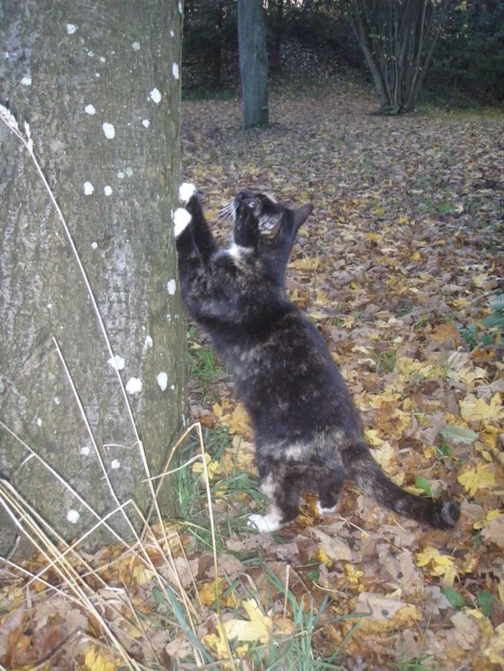 Huskat Beatuy (store skid) - Så ligger vi bare i vejen haha! :) billede 8