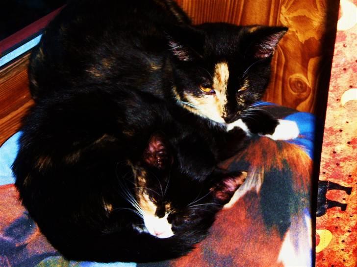 Huskat Beatuy (store skid) - Dejlig pude billede 9