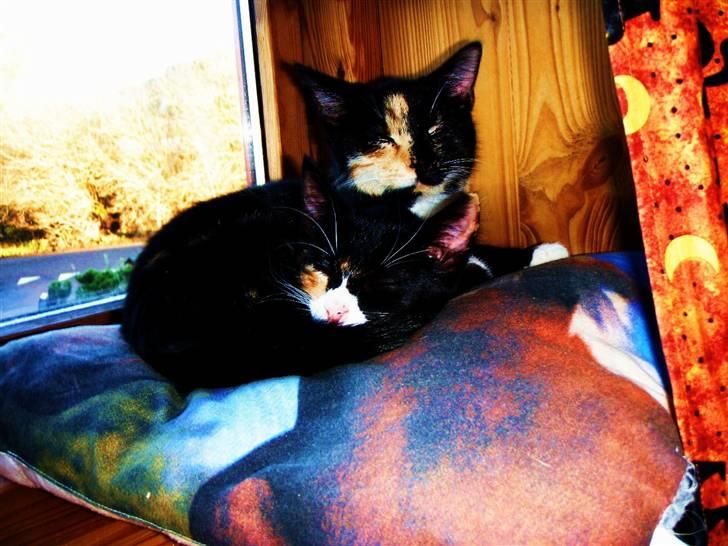 Huskat Beatuy (store skid) billede 10