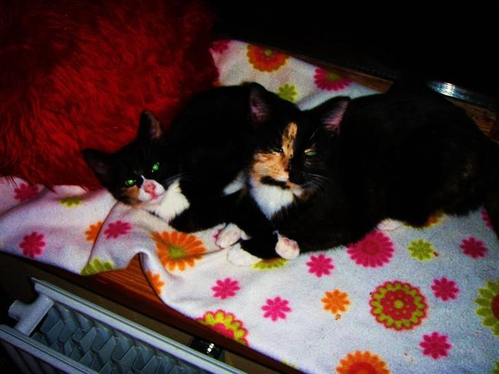 Huskat Beatuy (store skid) billede 11