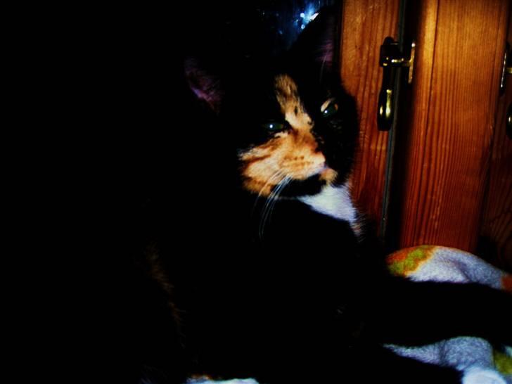 Huskat Beatuy (store skid) billede 12