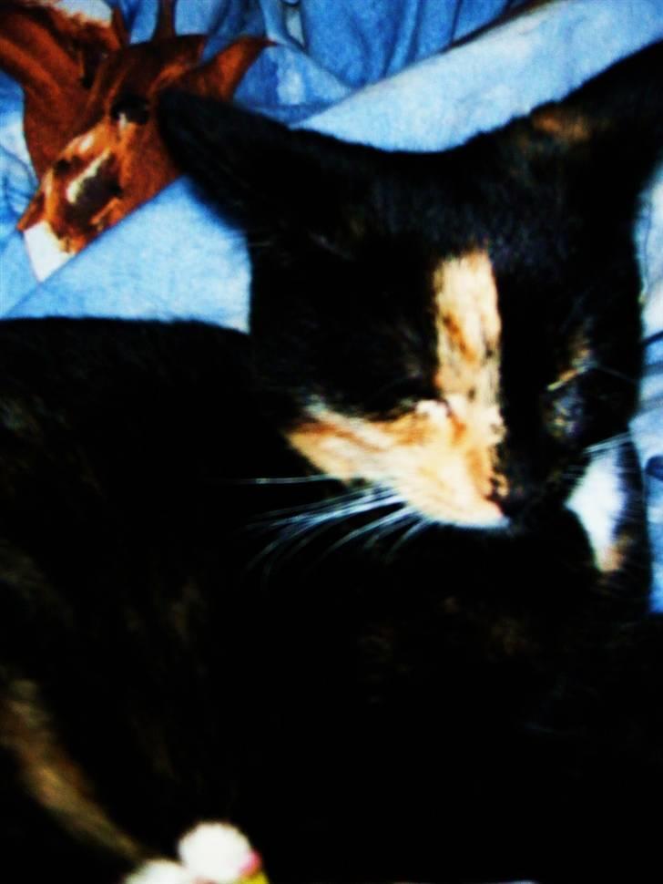 Huskat Beatuy (store skid) billede 13