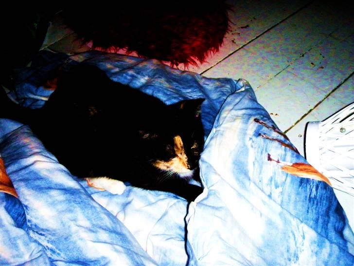 Huskat Beatuy (store skid) billede 14