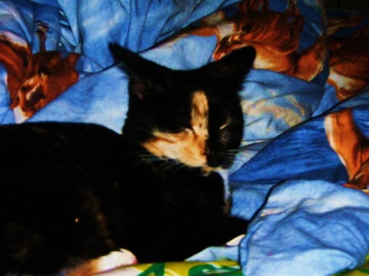 Huskat Beatuy (store skid) - Ses i må meget gerne lægge en kommentar. Tak:) (Der kommer fler billeder og tekst på et tidspunkt)! billede 15