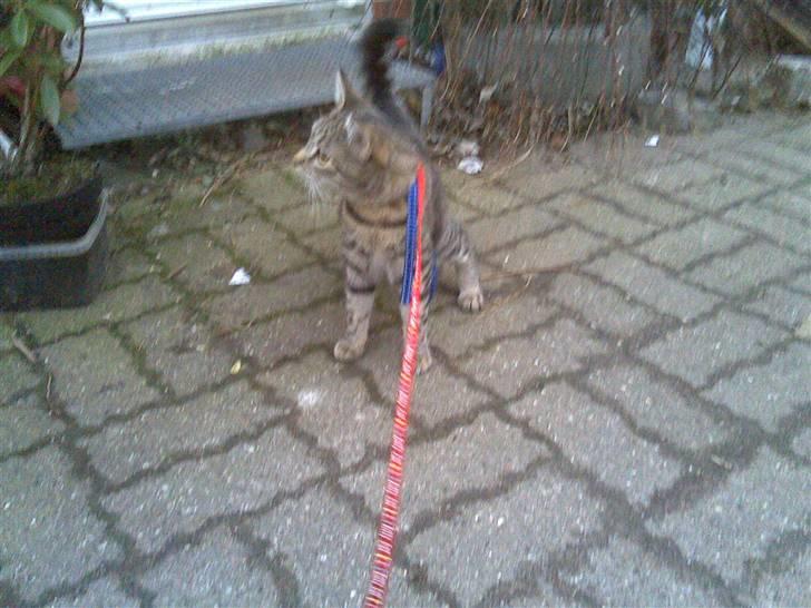 Blanding af racer tulle - første gang tulle var udenfor i snor så hun var lidt utryg. hun plejede at rende helt frit på en gård få dage før billede 2