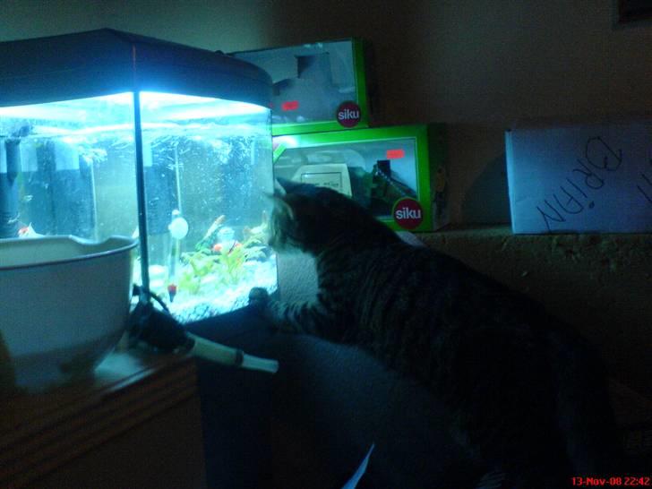 Blanding af racer tulle - tulle er helt væk i brians akvarie med de små fisk i billede 3