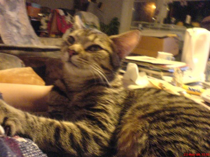 Blanding af racer tulle - hun fortæller lige at jeg skal blive ved med at nusse hende billede 4