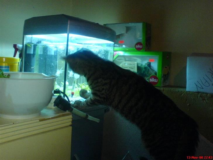 Blanding af racer tulle - hun kigger rigtig godt efter dem billede 5