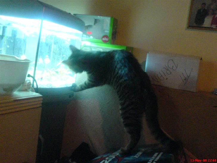 Blanding af racer tulle - tulle gør alt for at komme helt tæt på akvariet dog kunne hun ikke komme tættere på ;) billede 6